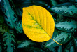 yellow leaf in green leaves