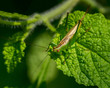 Cross-eyed Grasshopper
