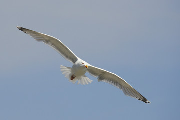 European Herring Gull (Larus argentatus)