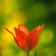 rote Tulpe vor grünem Hintergrund