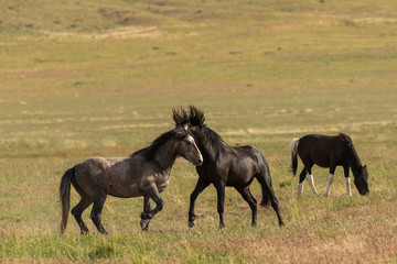 Wild Horse Stallions Fighting