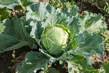 Cabbage in the garden