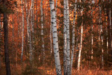  Red leaves on birch trees in autumn