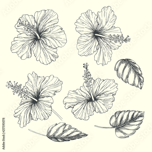 Vector Vintage Set Of Tropical Flowers And Leaves Isolated On White Hand Drawn Botanical Illustration Of Hibiscus In Engraving Style Black And White Sketches Of Natural Element For Floral Design Vecteur Stock Vector Vintage Set Of Tropical Flowers And Leaves Isolated On White Hand Drawn Botanical Illustration Of Hibiscus In Engraving Style Black And White Sketches Of Natural Element For Floral Design Vecteur Stock