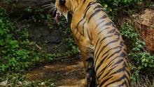 Bengal Tiger Eating Meat And Swimming In Pond