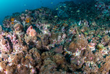 Fototapeta Do akwarium - Moray Eel on a tropical coral reef in Myanmar