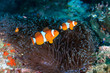 A family or colorful False Clownfish on a tropical coral reef in Myanmar
