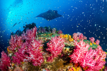 A background Oceanic Manta Ray swimming next to a vividly colored tropical coral reef at Black Rock, Myanmar