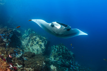 A beautiful Oceanic Manta Ray swimming in the ocean next to a tropical coral reef in the Mergui Archipelago