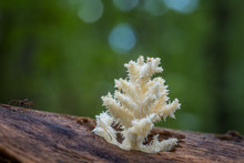 Delicious Edible White Mushroom Coral Hericium
