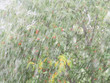 Thunderstorm with heavy hail and sleet showers in summer, blurred background. Natural cataclysm. Rain with snow. Rowans or mountain-ashes green branches with bunches of red berries in a hurricane