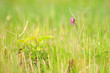 Fritillaria meleagris blooming in a green colorful meadow