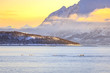 Dolphins migrating through a scandinavian fjord with winter snowy mountain peaks on the background