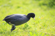 Eurasian coot, Fulica atra, on a green meadow