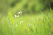 Cuckooflower Cardamine pratensis blooming in a meadow