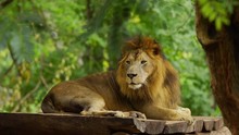 Male Lion Resting Near A Tree