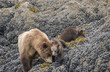 Brown Bear Mama and Snuggling Cub, Glacier Bay, Alaska