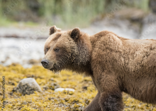 Fotografie, Obraz Brown Bear Beach Foraging, Glacier Bay, Alaska