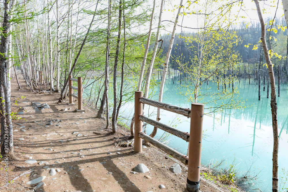爽やかな青い池のイメージ / 北海道美瑛町の観光イメージ