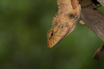 Wall Mural - Photo from the macro camera of a yellow chameleon Creepers in Thailand