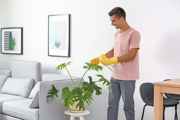 Canvas Print - Man cleaning houseplant from dust in room