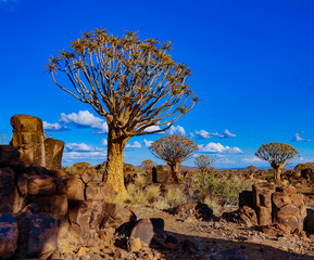 Wall Mural - Quivertrees are unique to Namibia
