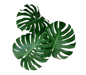 Monstera plant leaves, the tropical evergreen vine isolated on white background, clipping path included