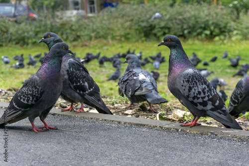Fotografía typical urban doves closeup against the background of its blurred brethren grazi