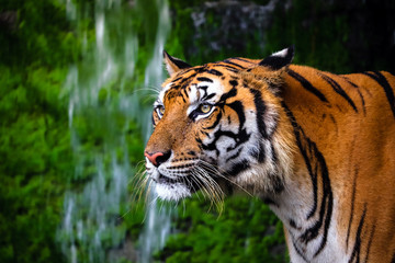 Wall Mural - close up portrait of beautiful bengal tiger with lush green habitat background