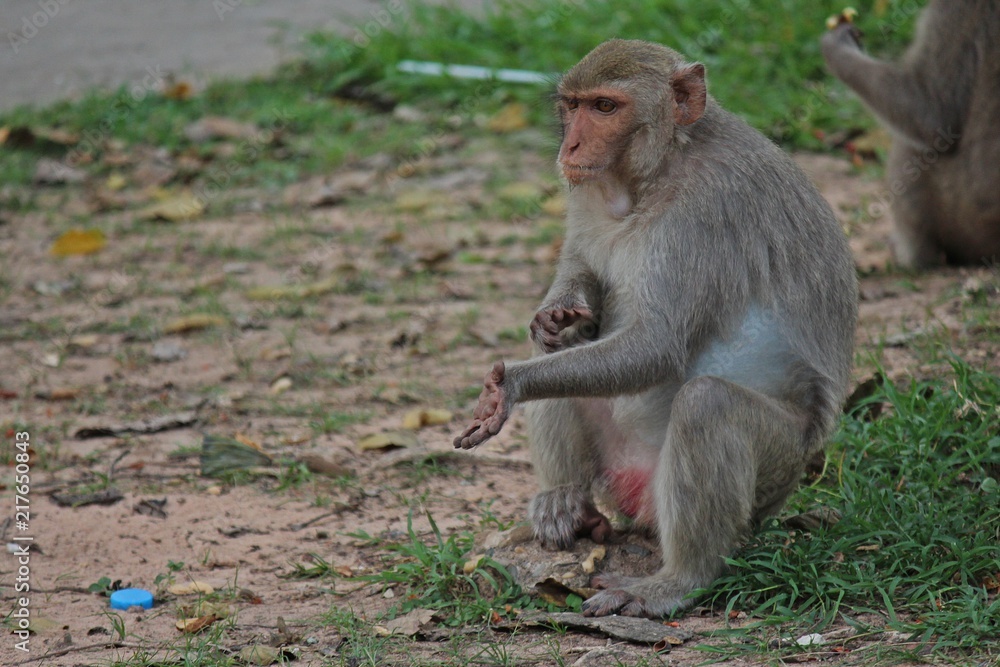 Animal, a monkey sits on ground, waits the food from people who see it ...