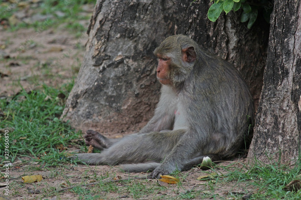 Animal, a monkey sits on ground, waits the food from people who see it ...
