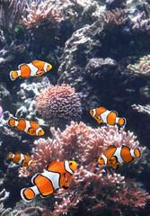 Wall Mural - Sea corals and clown fish