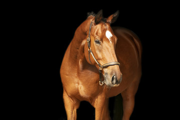 horse portrait