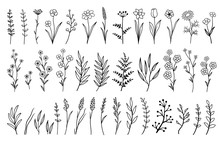 Hand Drawn Isolated Flowers And Herbs