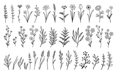 hand drawn isolated flowers and herbs