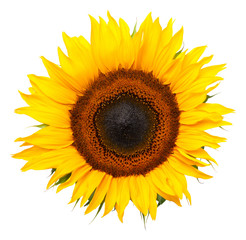 Wall Mural - Sunflower Isolated on White Background