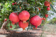 Ripe Red Pomegranate Fruits Growing On A Green Branch