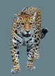 The carnivorous jaguar