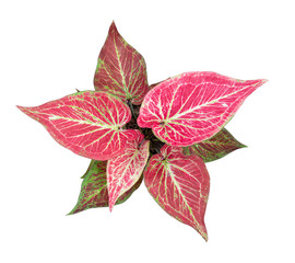 caladium (Queen of the Leafy Plants) top view isolate on white background