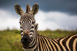 Fototapeta Konie - A portrait of a zebra in the Ngogongoro Crater in Tanzania, with a storm approaching.