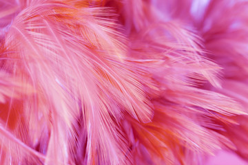 Pink chicken feathers in soft and blur style for the background. bird