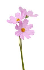 Wall Mural - cosmos flower