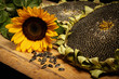 big and delicious sunflower on an old wooden table on a black background