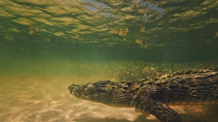 Wall Mural - extreme 4k uhd closeup shot of an american saltwater crocodile in ocean water, waiting for a prey un