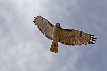 Wall Mural - Bird hawk flying high above California