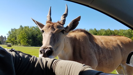 Serengeti Park Germany ( Hodenhagen)