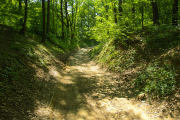 Wall Mural - An empty gravel path in a dense green forest surrounded by tall trees against the background of the sun passing through them.