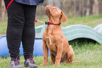 Wall Mural - french mastiff dog living in belgium