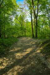 Fototapeta las narodowy jesień park droga