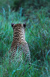 Leopard back of head